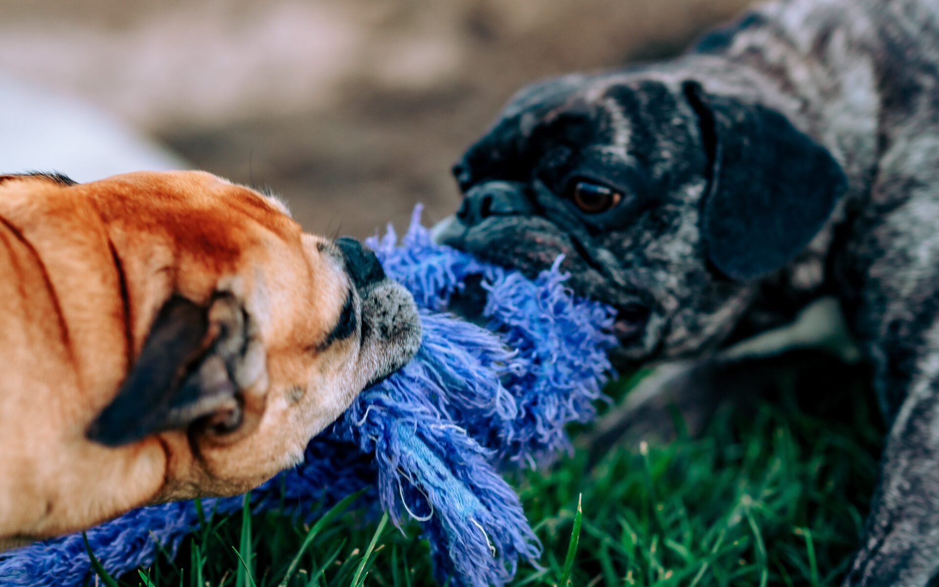 2 pug dogs having a tug of war with a chew toy (Photo by Meritt Thomas)