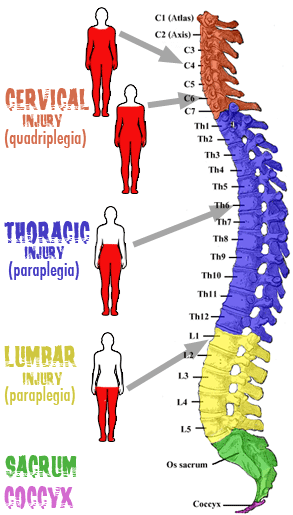 Spinal segments