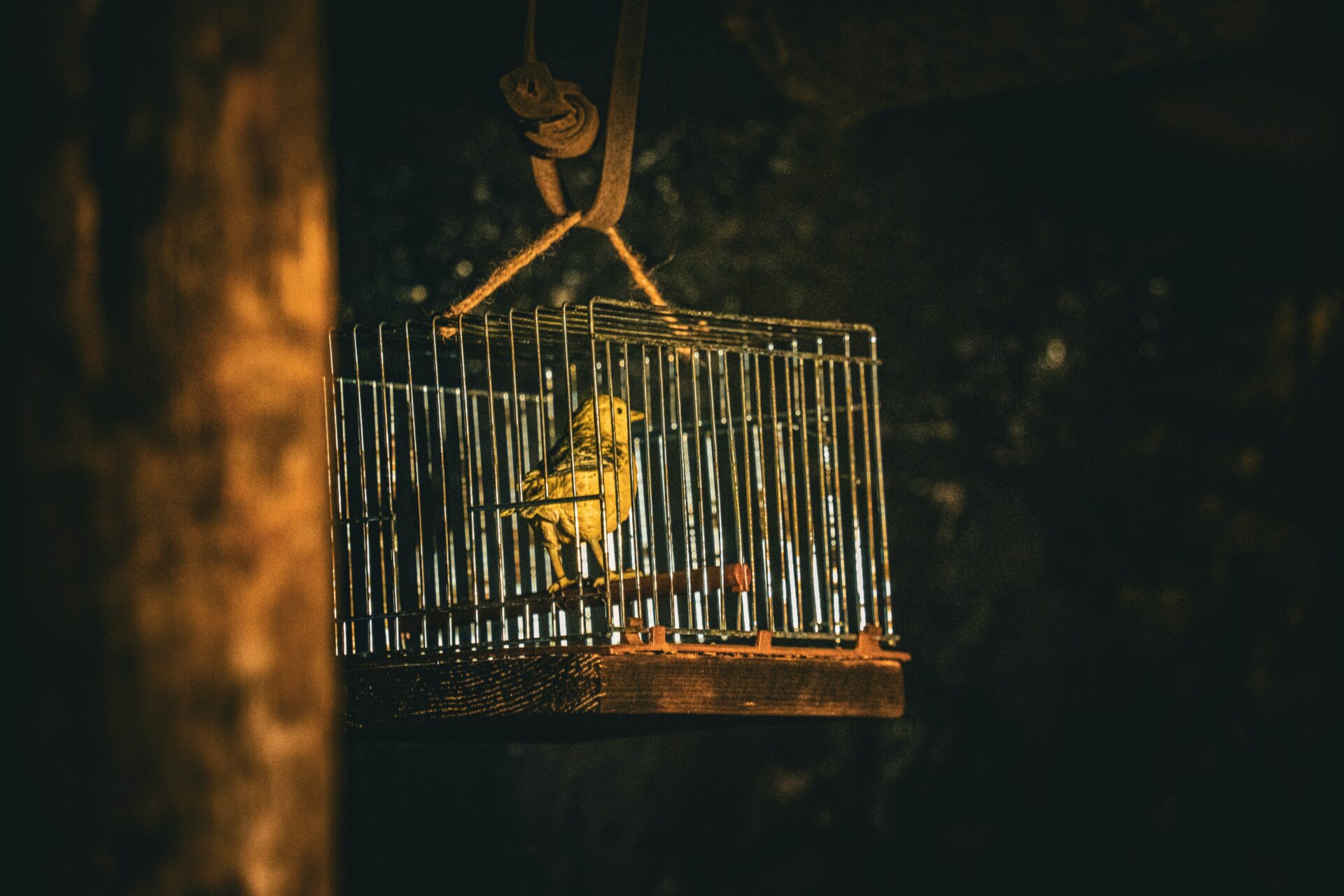 A bird cage hanging up with a yellow canary in it